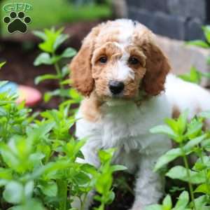 Millie, Standard Poodle Puppy